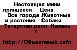 Настоящая мини принцесса  › Цена ­ 25 000 - Все города Животные и растения » Собаки   . Татарстан респ.,Казань г.